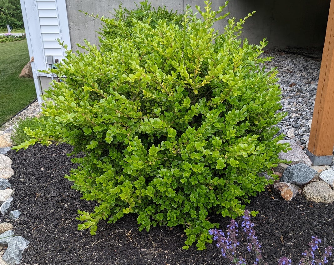 evergreen boxwood shrub