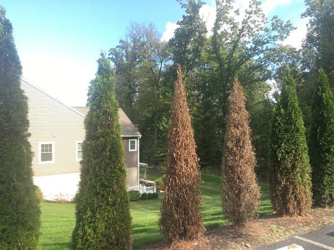 Arborvitae turning brown