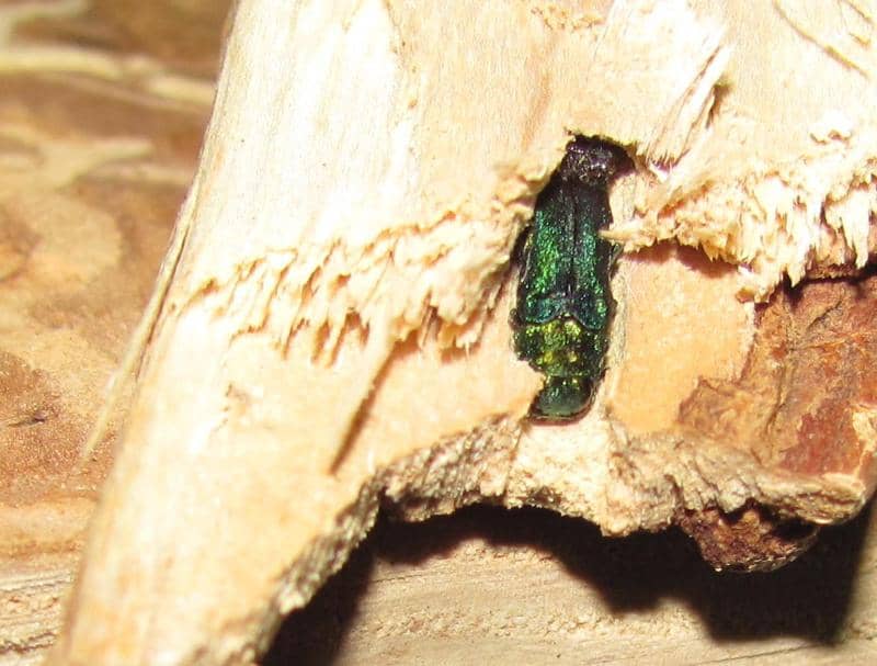 Emerald Ash Borer in Firewood CC