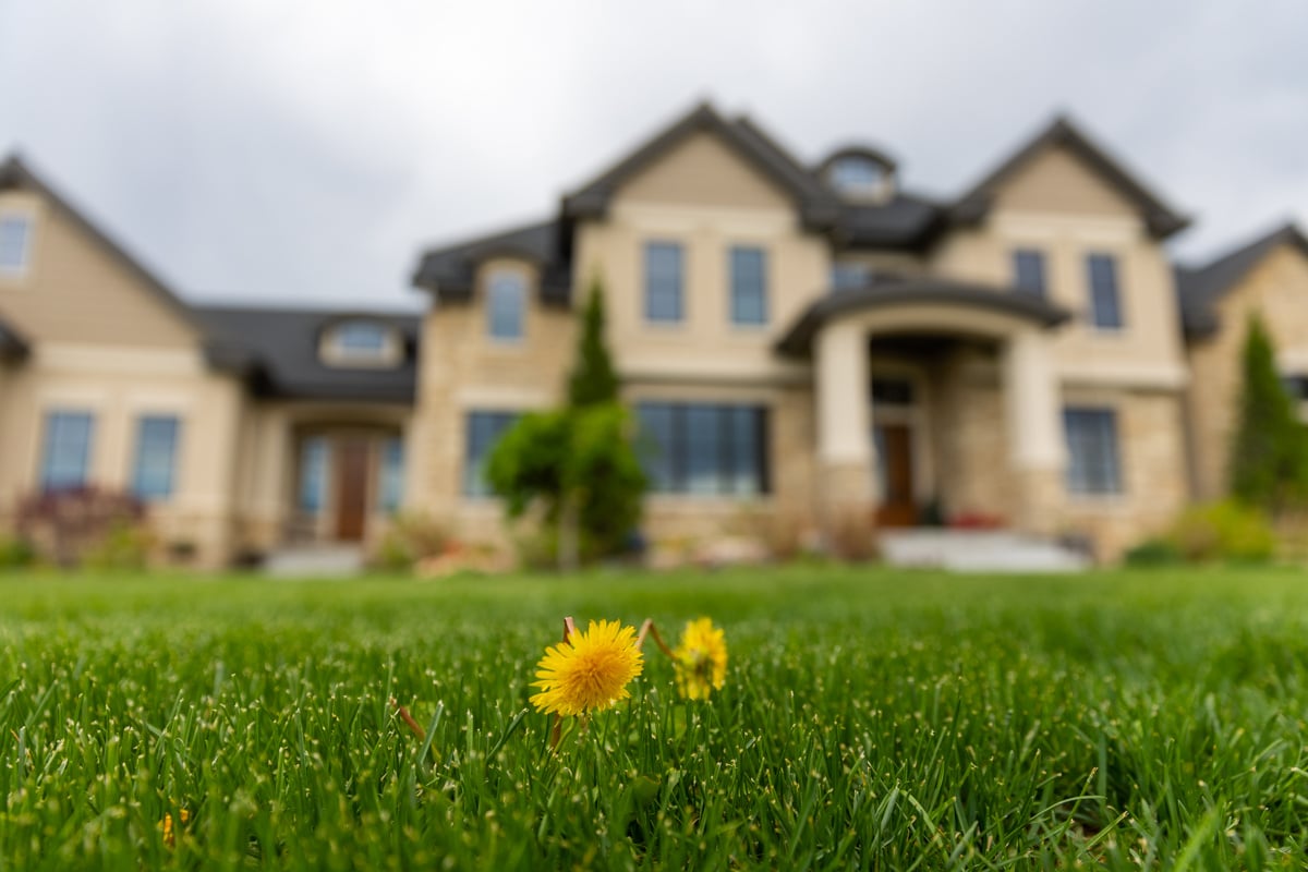 dandelions popping up in lawn