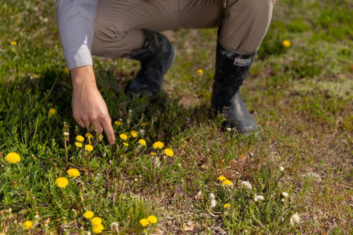 lawn care technician inspecting lawn weeds