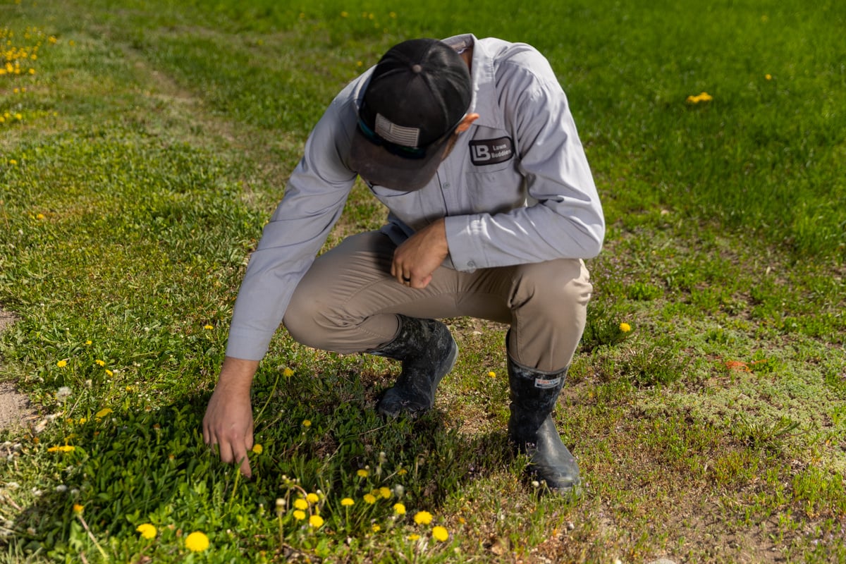 Weeds Turf Management Lawn Analysis Fertilization Dandelions 2