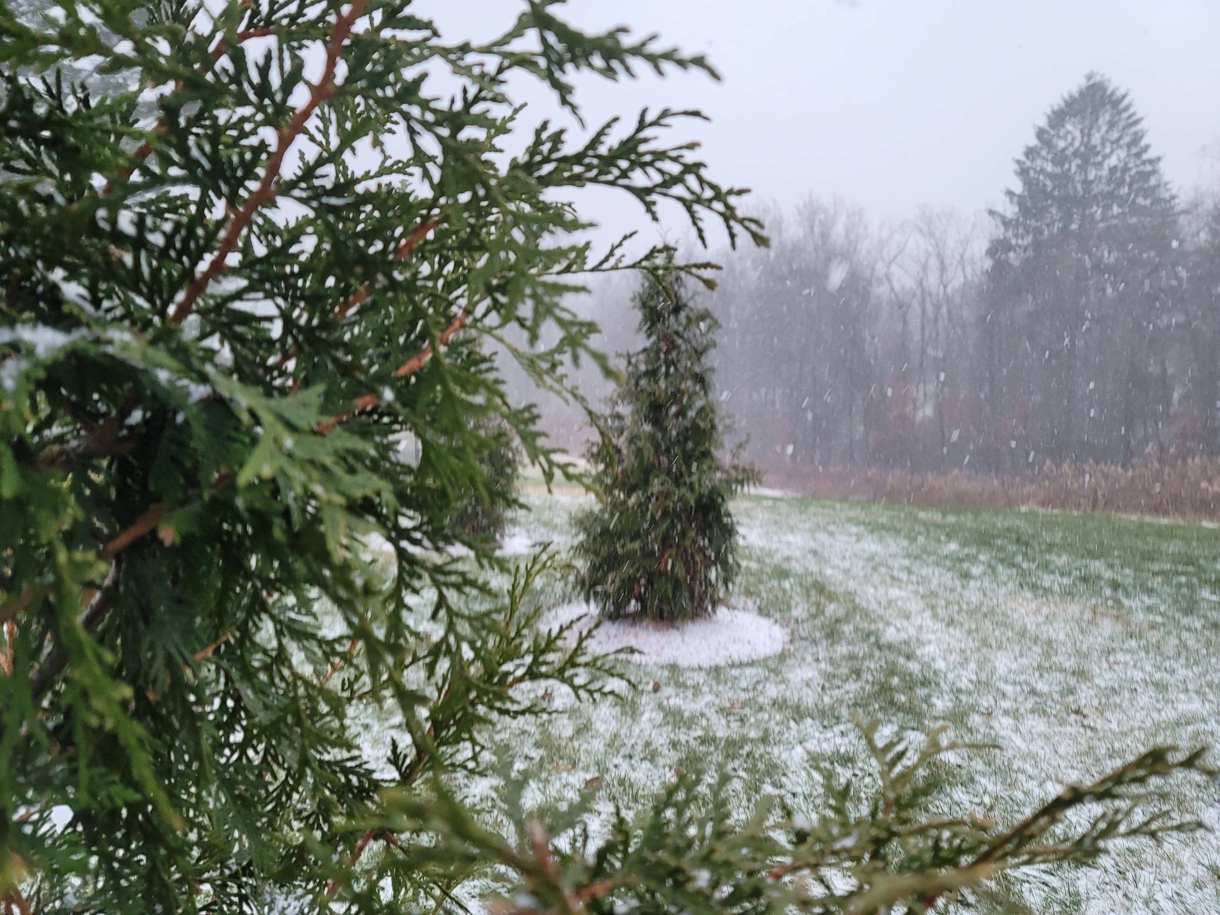 arborvitae trees and grass in snow 5