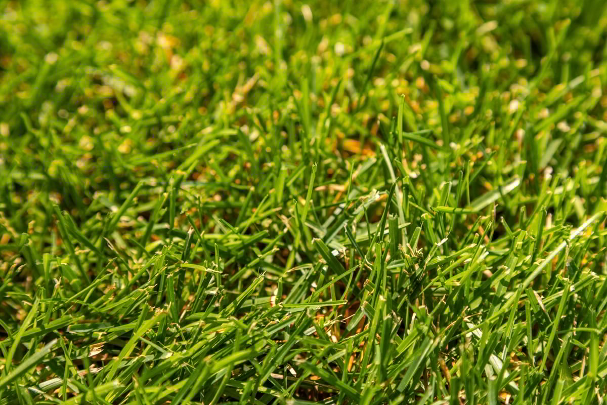 healthy grass lawn turf green full 2