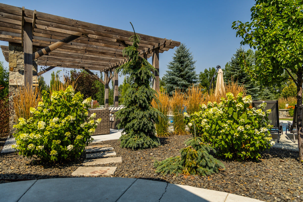 pergola hydrangea plant steppers path mulch evergreen trees