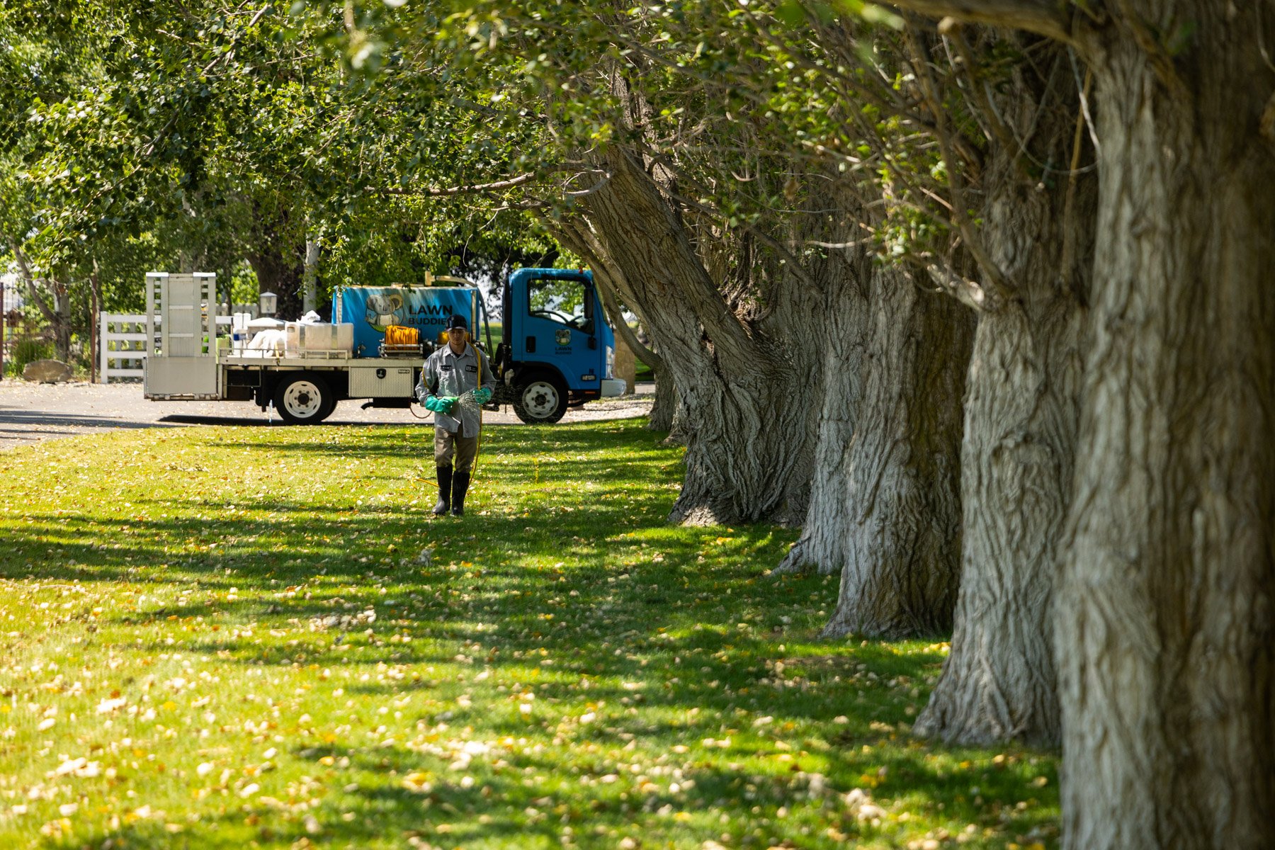 plant health care technician spraying trees blue lawn truck