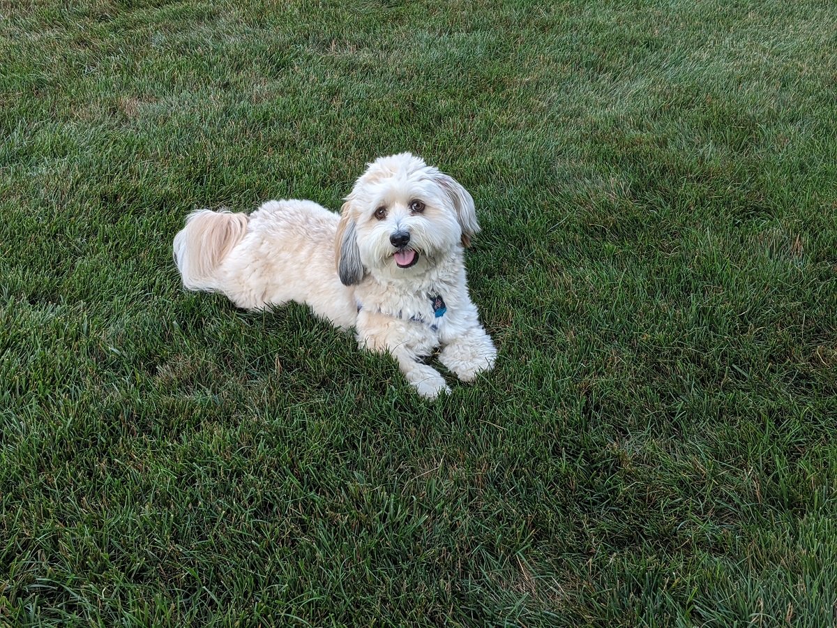 dog in grass