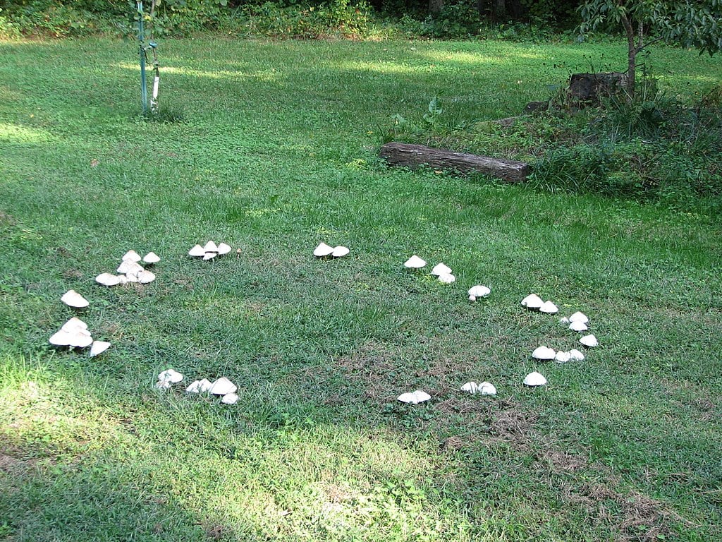 Fairy Ring