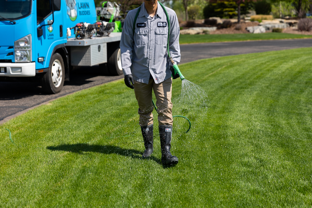 Lawn care expert sprays grass