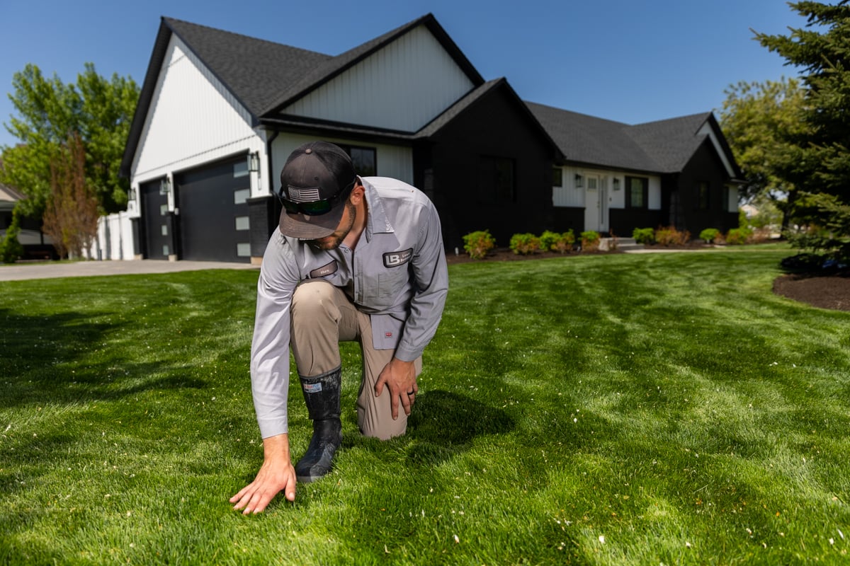 lawn care technician inspects grass