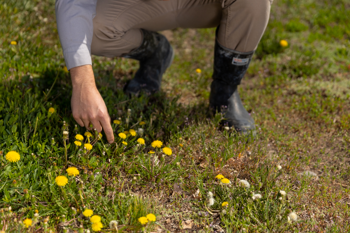 weed control service inspecting dandelions